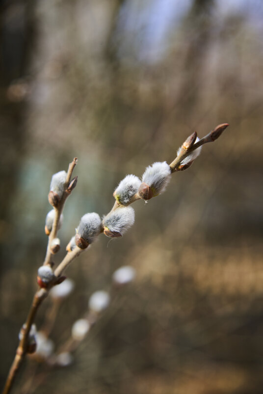 Верба - Дмитрий Шудель Верба - Дмитрий Шудель