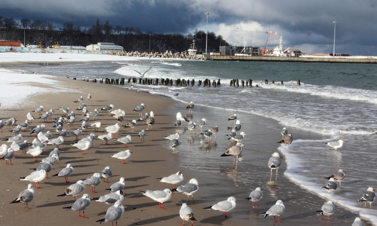 Февраль. На пляже яблоку негде упасть! - Августина 