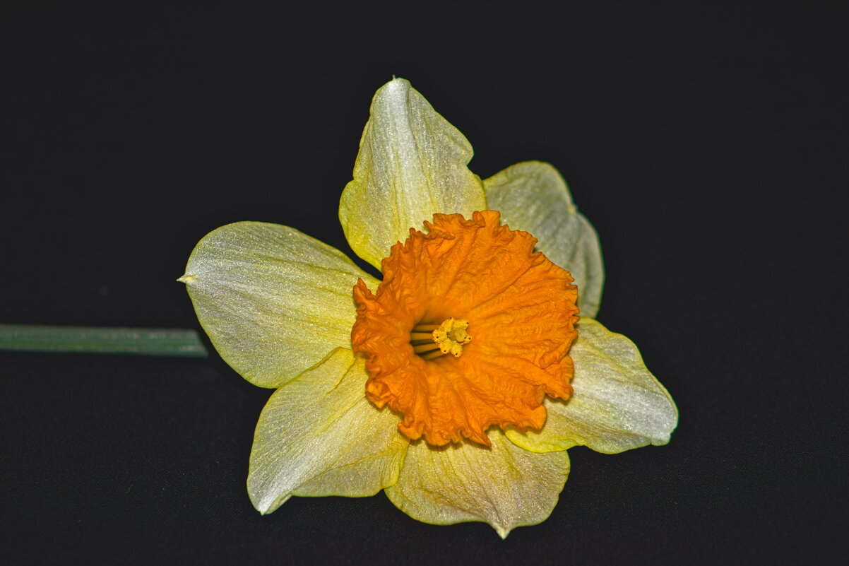 Нарцисс - Giant Tao /