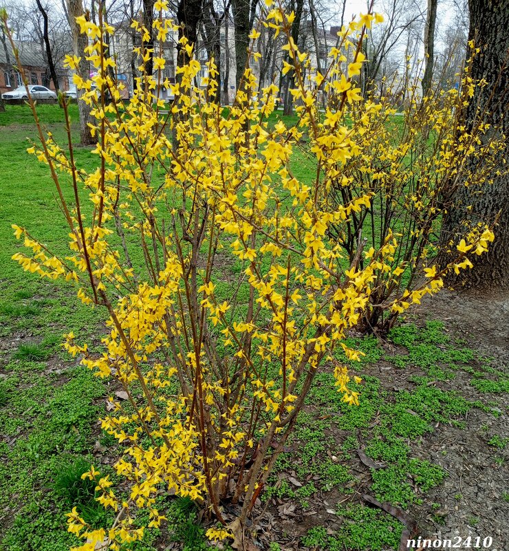 Ростовская весна - Нина Бутко Ростовская весна - Нина Бутко