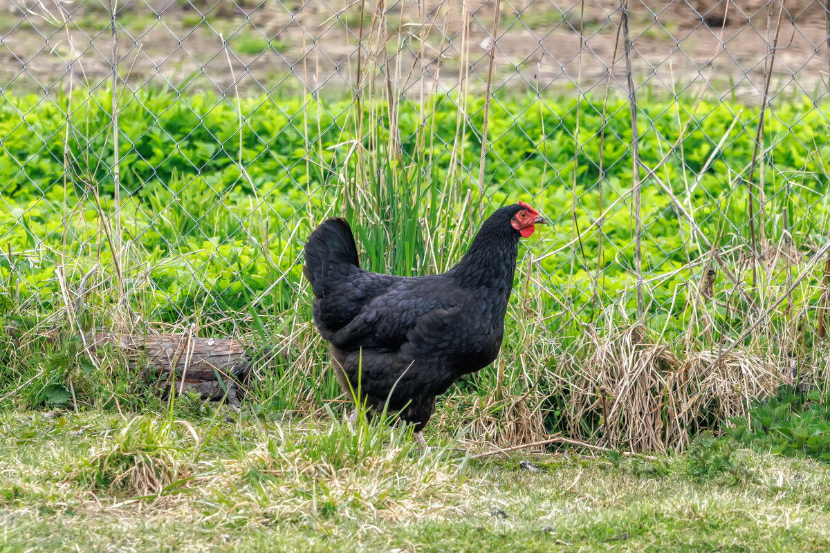 Весна - Владимир Колесников