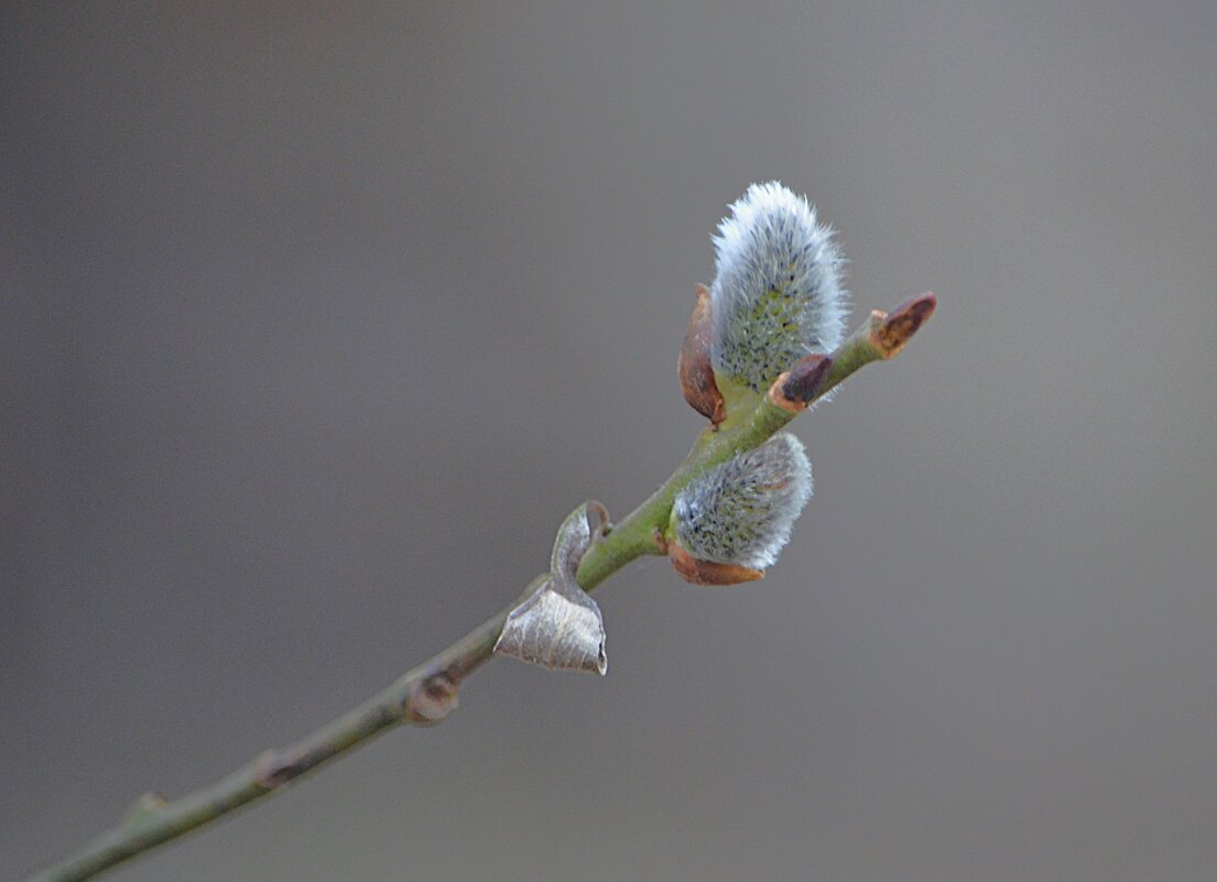 Пушистые комочки - Татьяна Тюменка Пушистые комочки - Татьяна Тюменка