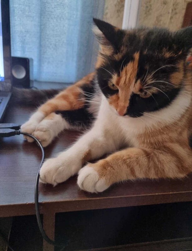 Бася в задумчивости... - Наталья 