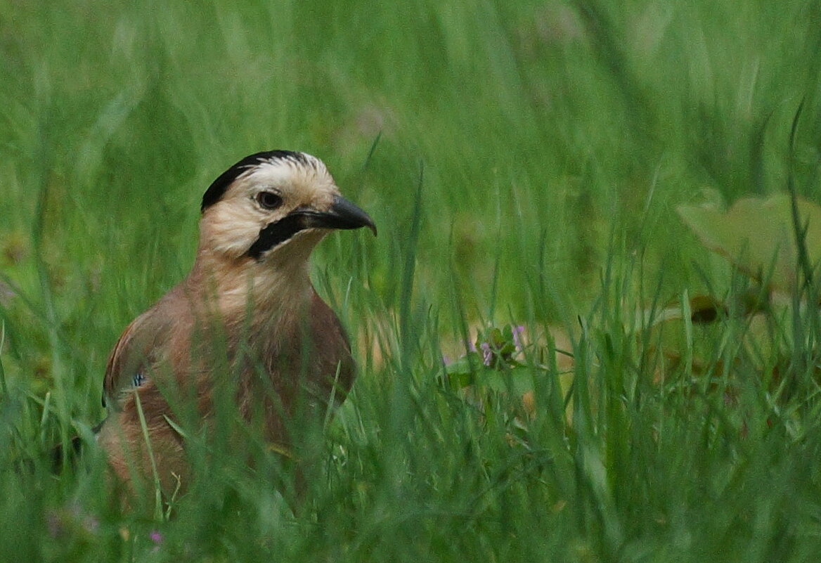 Про одну Сойку... - Николай Саржанов