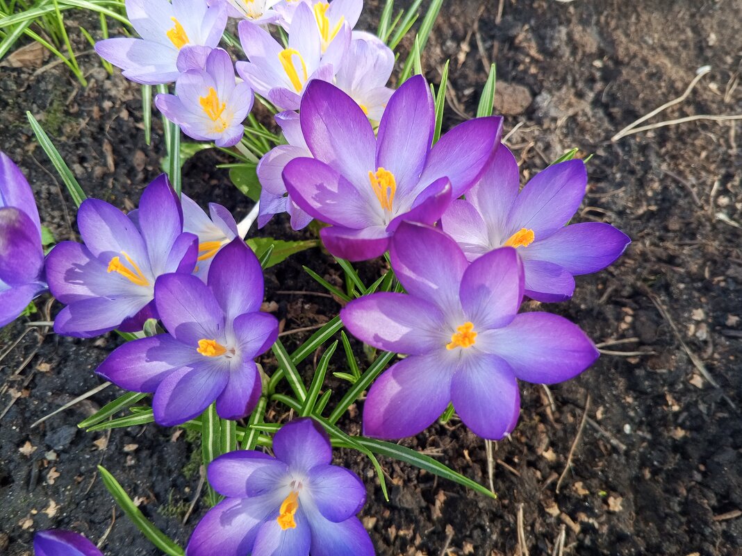 Крокус - Сапсан 