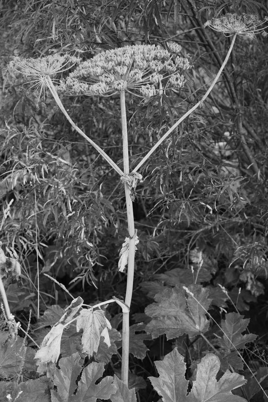 Название отсутствует - Денис Безногов