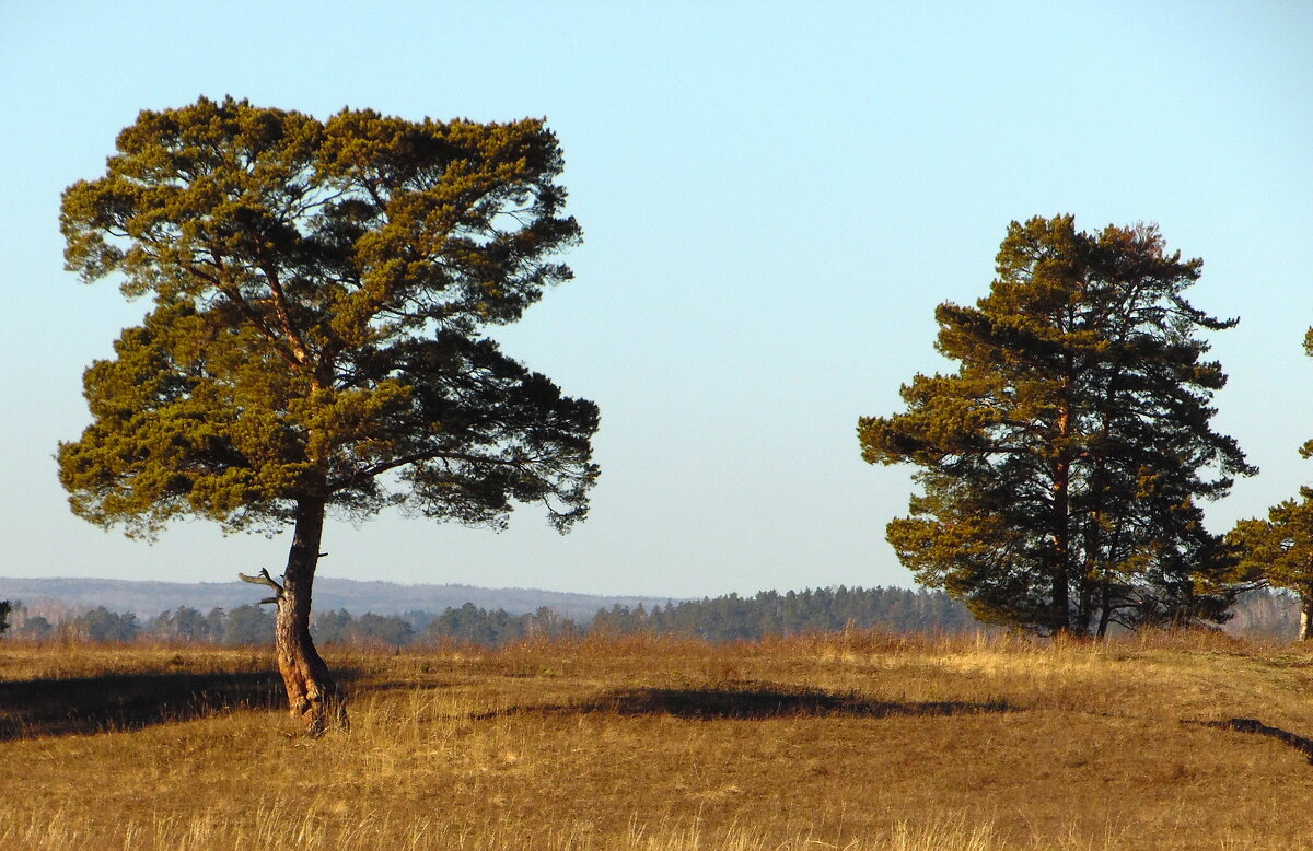 Такие разные сосёнки. - nadyasilyuk Вознюк
