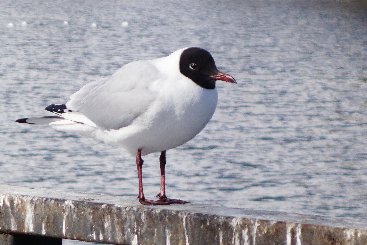 Озёрная чайка - Рита Симонова
