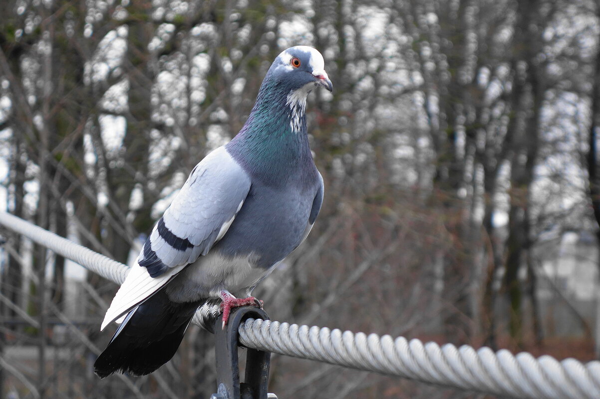 Сизый голубь - Рита Симонова