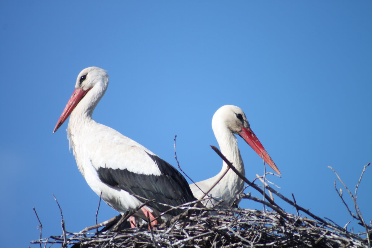. - Сергей Асташонок