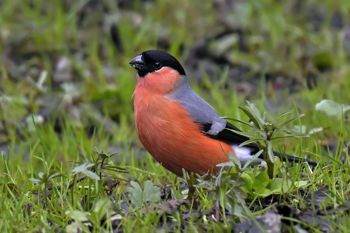 мир птиц - Николай Соколухин
