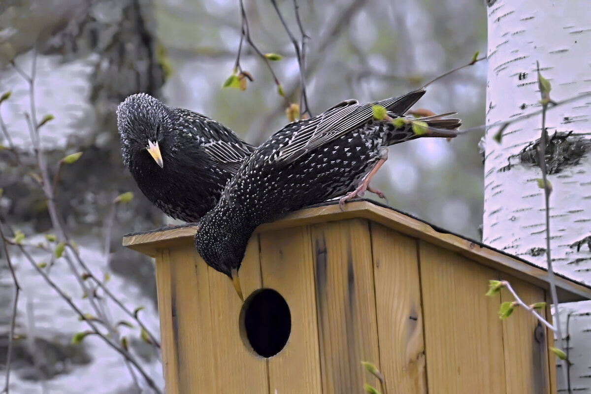мир птиц - Николай Соколухин