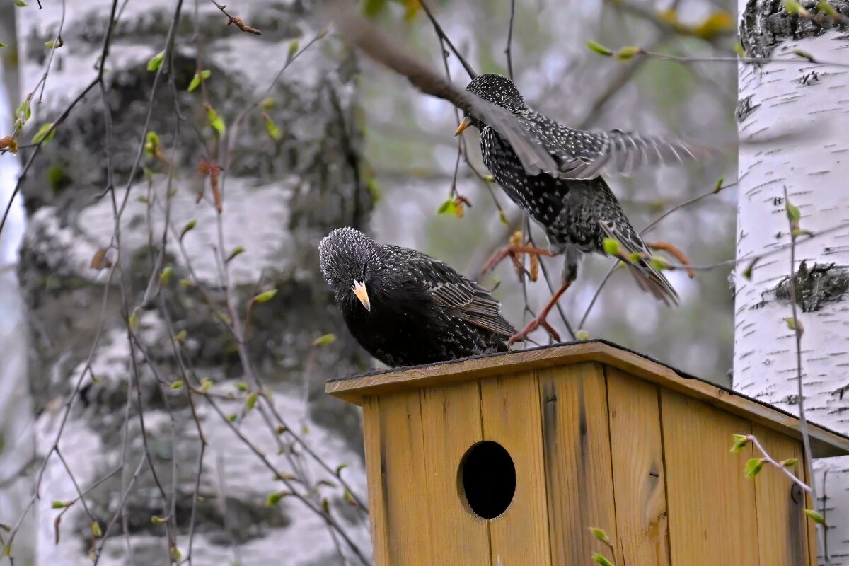 птицы рады своему домику - Николай Соколухин