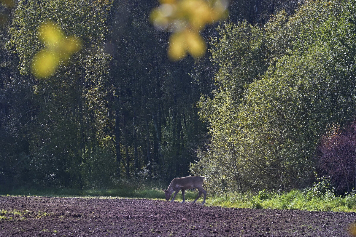 живая природа - Николай Соколухин живая природа - Николай Соколухин