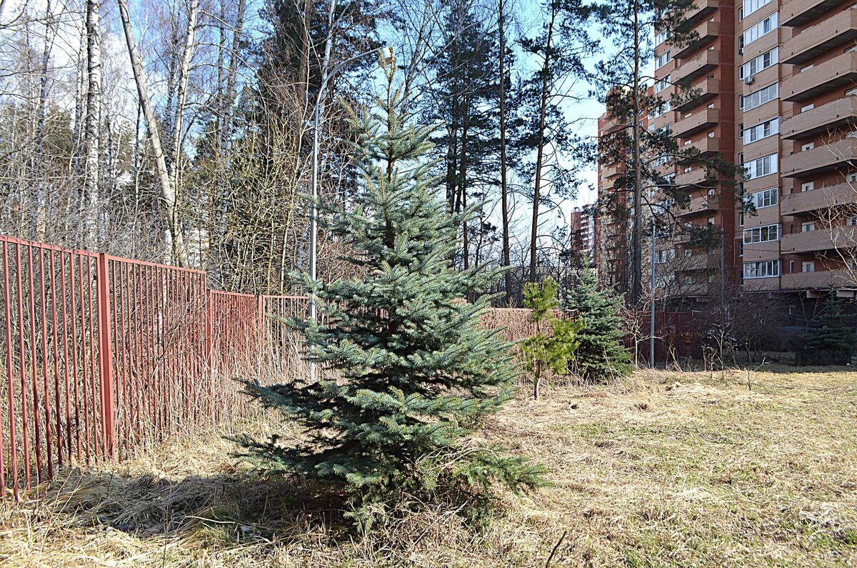 Во дворе... - Татьяна Тюменка