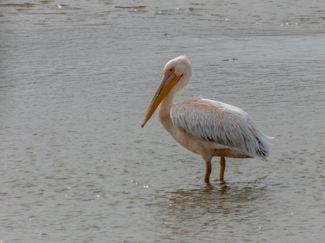 залётный гость - краснокнижный розовый пеликан - Алексей Меринов залётный гость - краснокнижный розовый пеликан - Алексей Меринов
