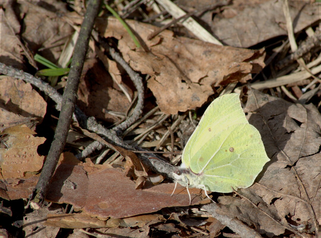уже и бабочки полетели..... - Сергей Владимирович Егоров уже и бабочки полетели..... - Сергей Владимирович Егоров