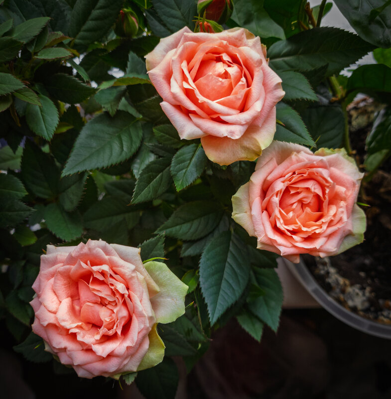 Декоративные розы. - Борис Калитенко