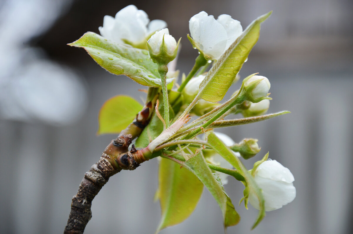 Дождик... - Надежда Куркина