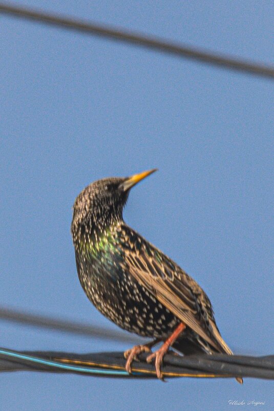 Брачный раскрас... - Андрей Шейко Брачный раскрас... - Андрей Шейко