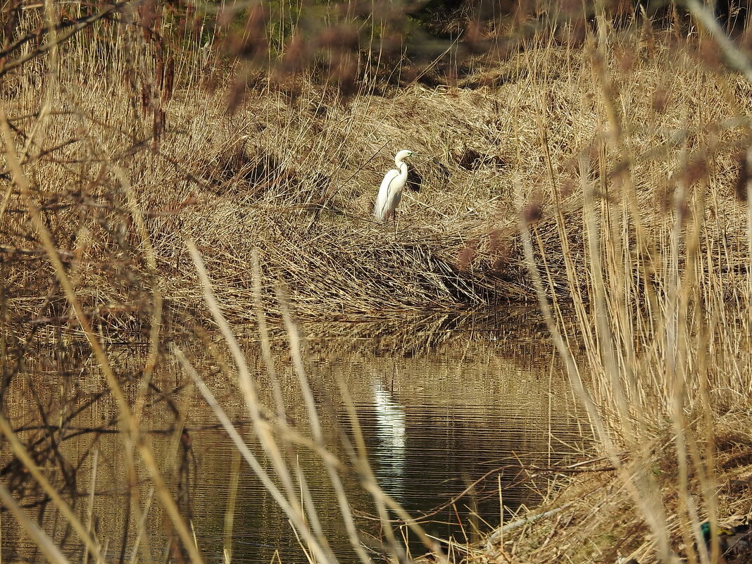 весна - ИННА ПОРОХОВА