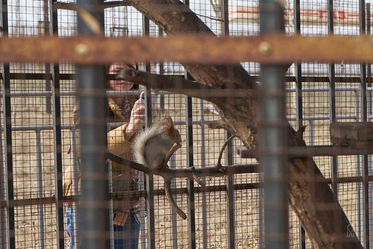 Особенности съёмки белок на телефон - Олег Манаенков Особенности съёмки белок на телефон - Олег Манаенков