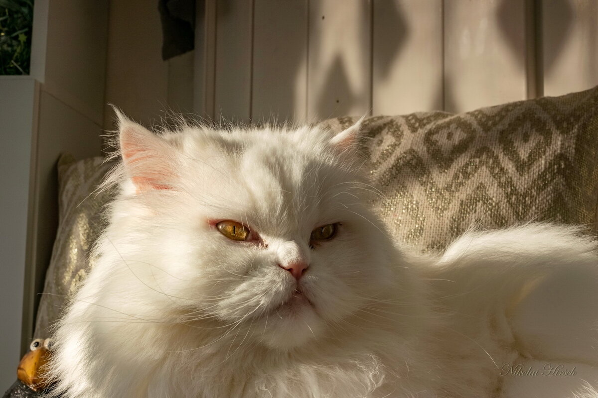 Его Величество на отдыхе... - Николай Гирш