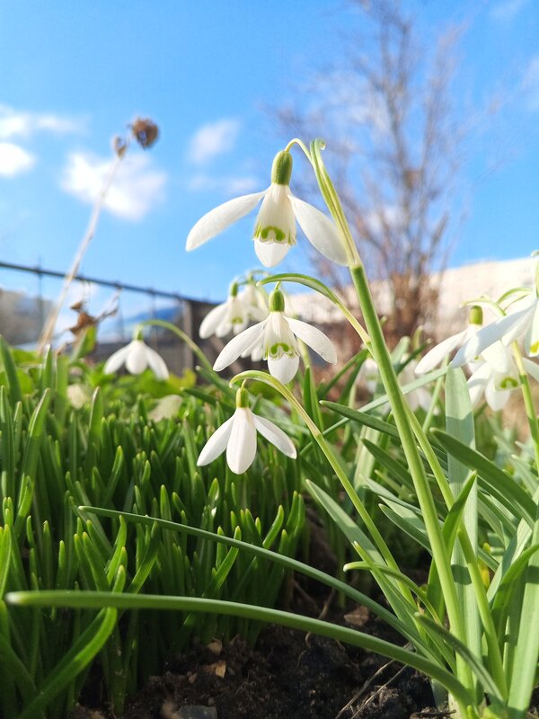 Подснежник - Сапсан 