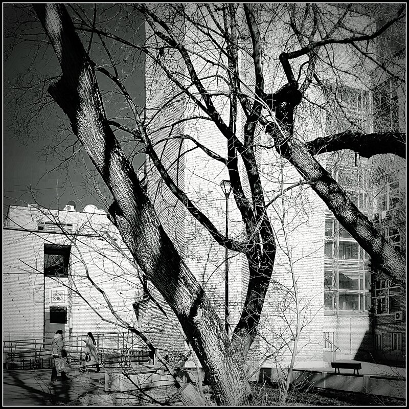 деревья в городе - Любовь деревья в городе - Любовь