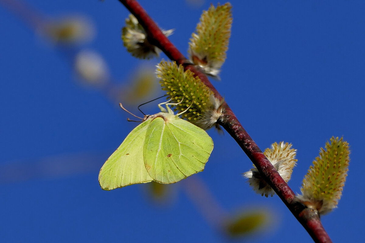 Бабочки марта 2025  2 - Александр Прокудин