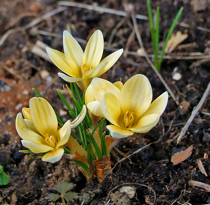 Вестники весны - Светлана 