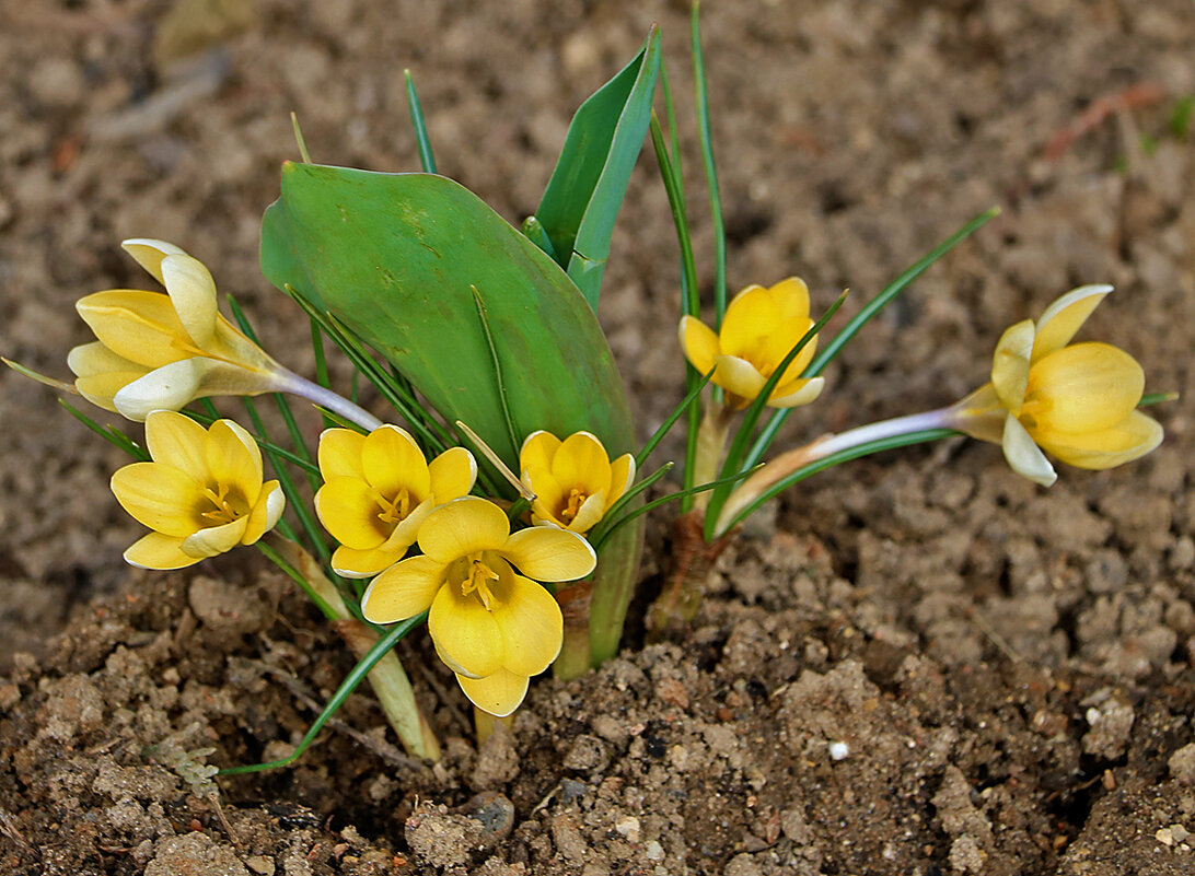 Вестники весны - Светлана 