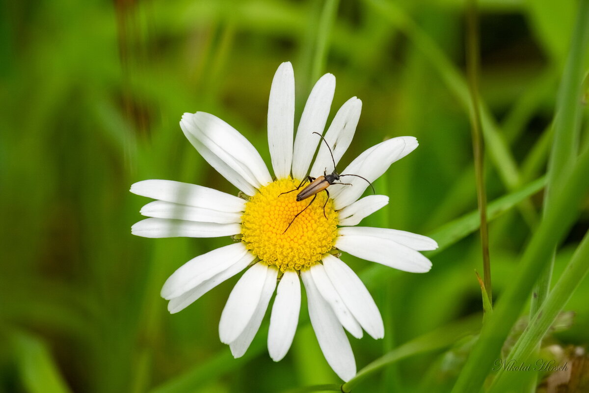 Жук-усач Лептура черноногая на ромашке... - Николай Гирш