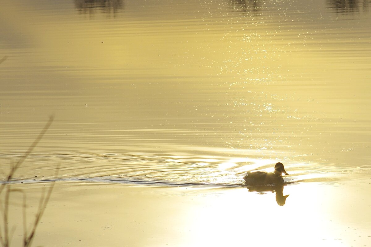 На озере - Сергей Швечков