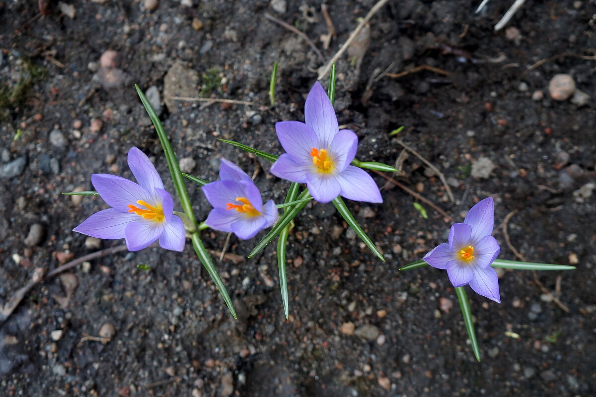 "... и снова Весна" - zavitok *