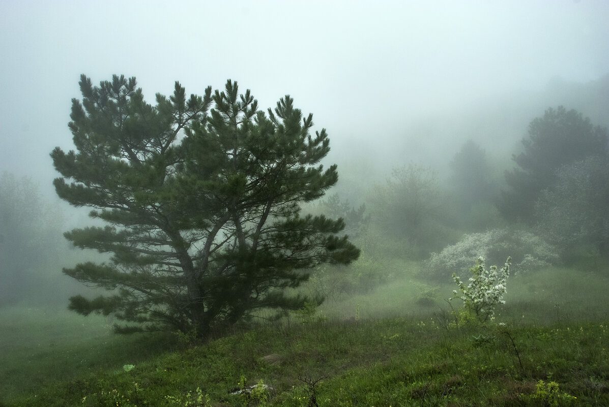 Туман - Денис Масленников Туман - Денис Масленников
