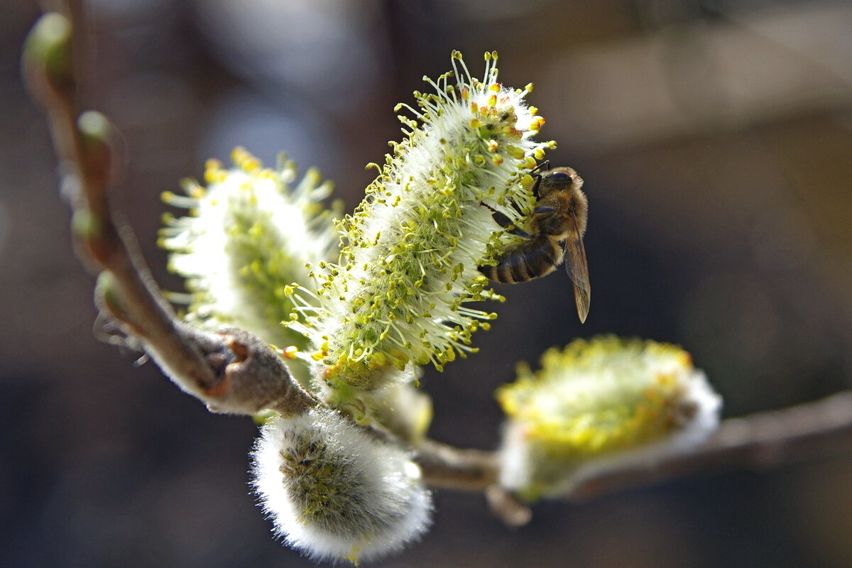Труженица - Сергей Швечков