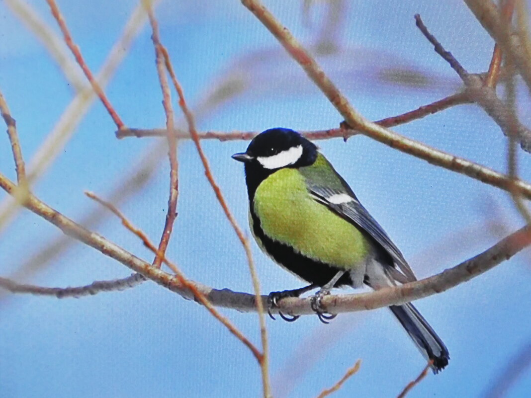 Радуется весне - Людмила Смородинская Радуется весне - Людмила Смородинская