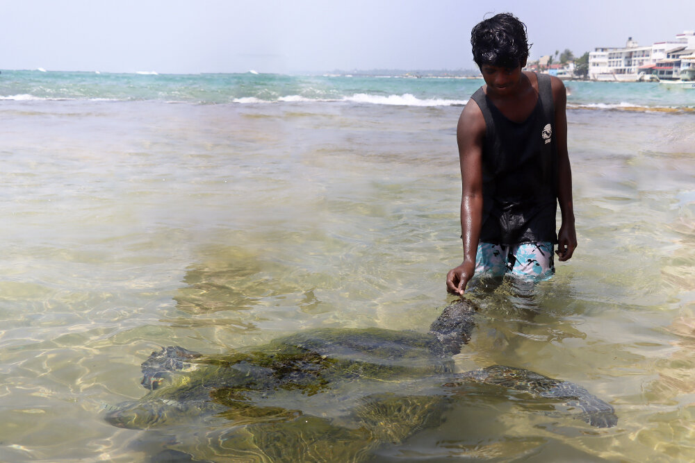 Черепаха решила подкрепиться перед кладкой - Галина Ильясова Черепаха решила подкрепиться перед кладкой - Галина Ильясова