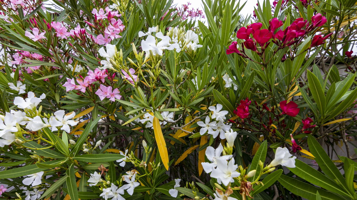 Цветы - Michael M