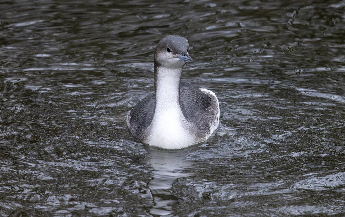 гагара - юрий макаров гагара - юрий макаров