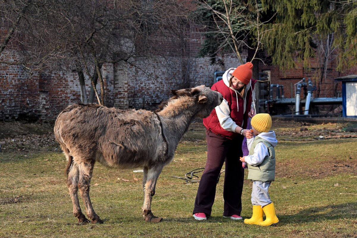 - А мне?- недоумевает ослик. - Татьяна Помогалова - А мне?- недоумевает ослик. - Татьяна Помогалова