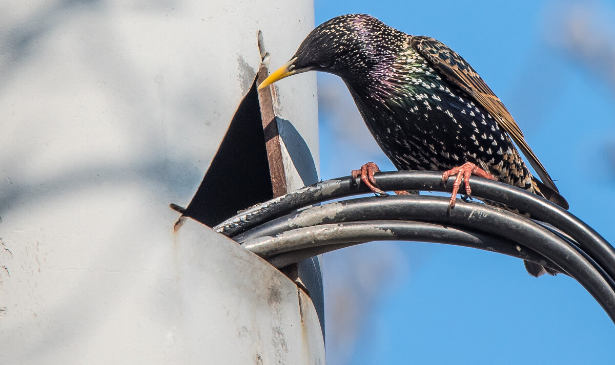 "Умный дом"? - Владимир Безбородов