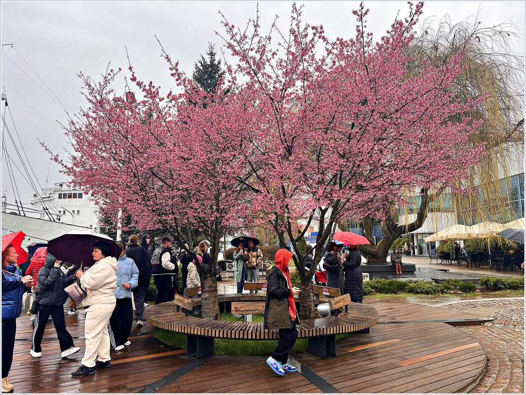 Красота в дождливый день. - Валерия Комова