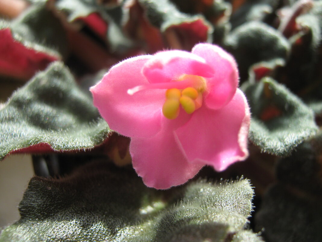 Первая в этом году - Елена Семигина Первая в этом году - Елена Семигина