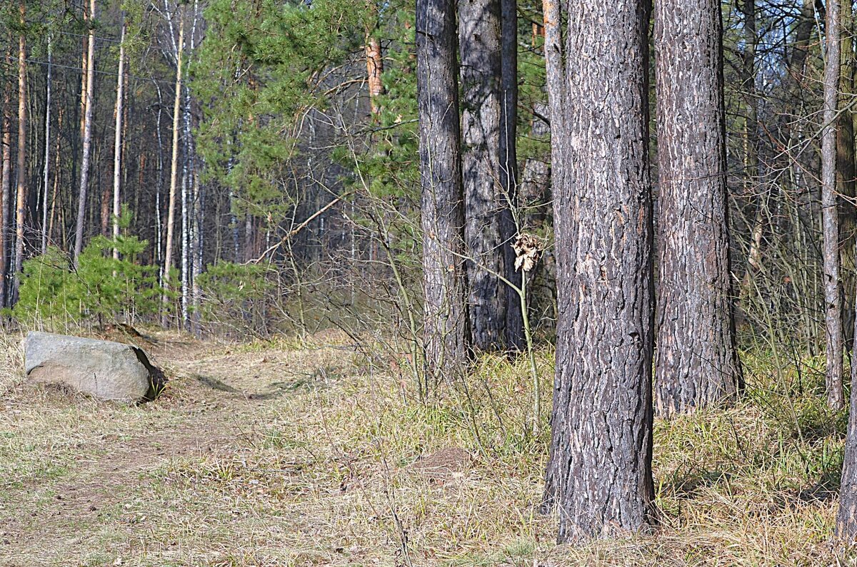 В лесу - Татьяна Тюменка