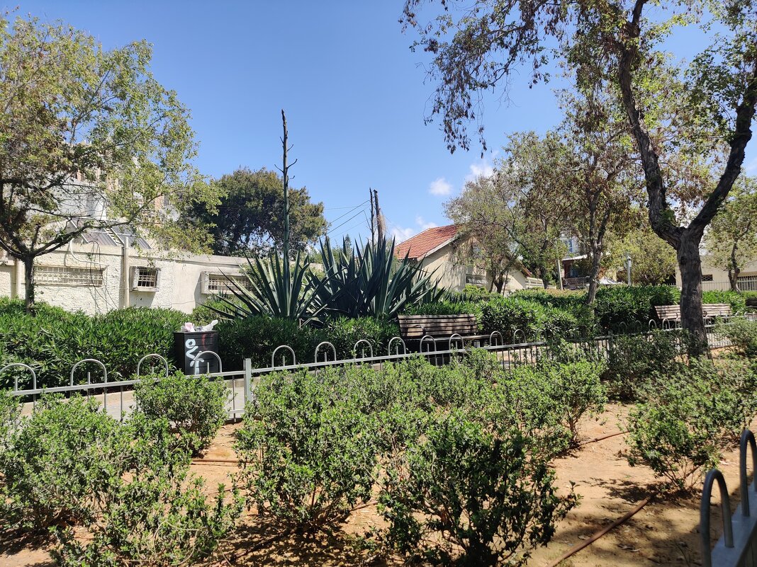 Агава вот - вот зацветает! - Светлана Хращевская