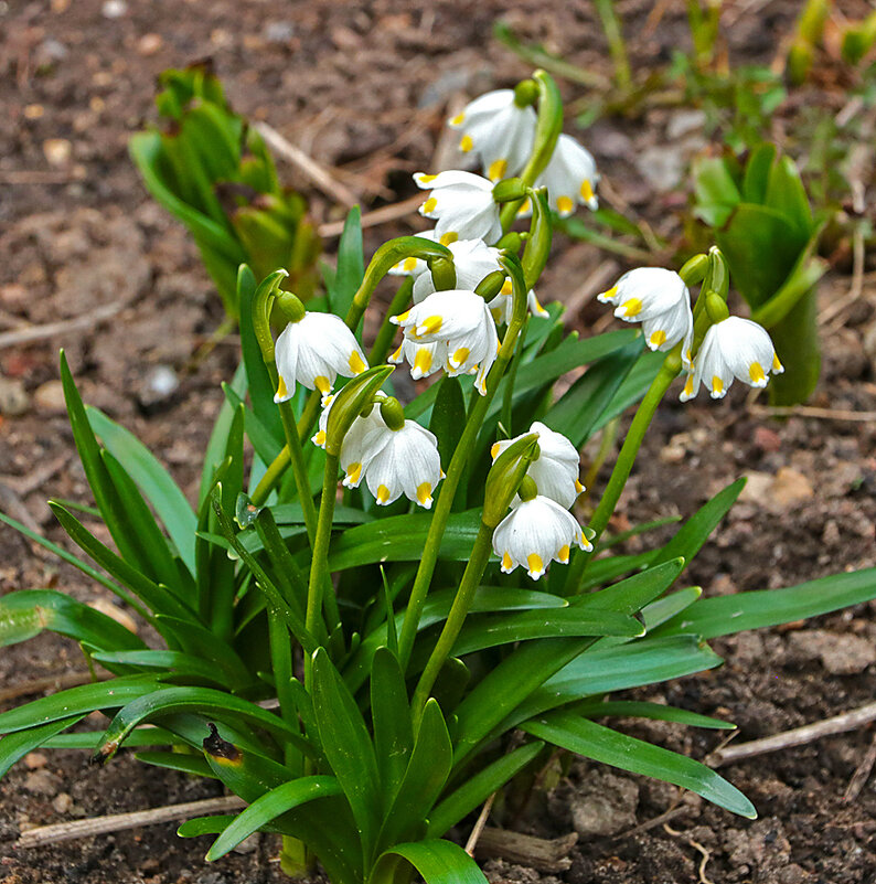 Белоцветник весенний - Светлана 