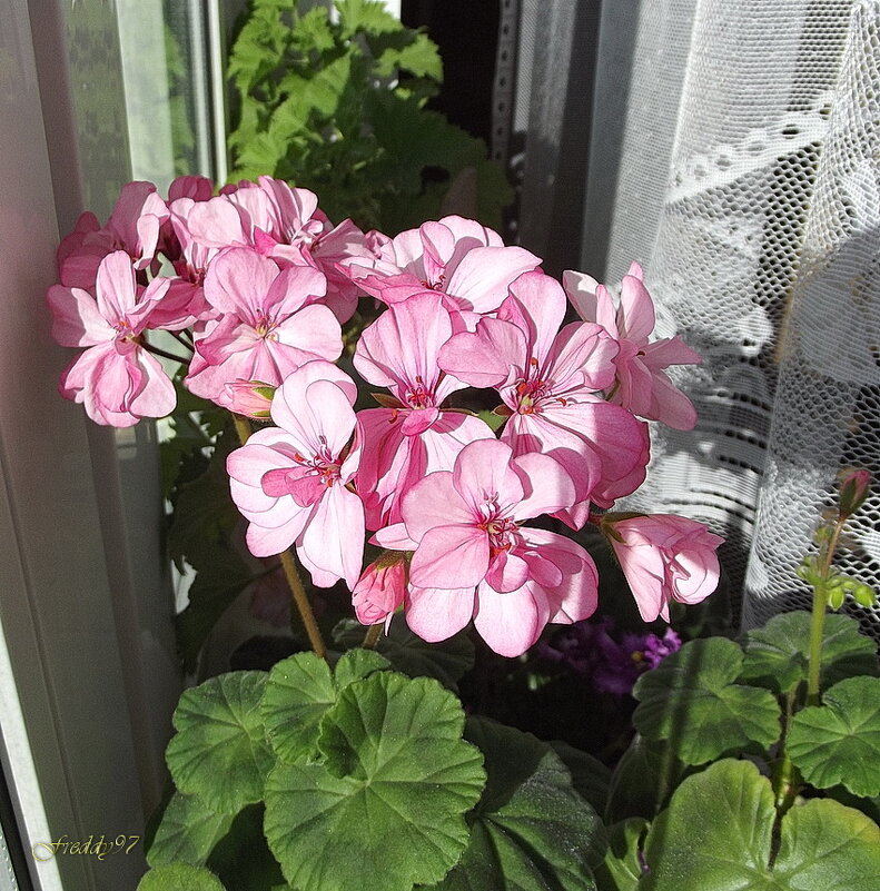 Герань - Freddy 97