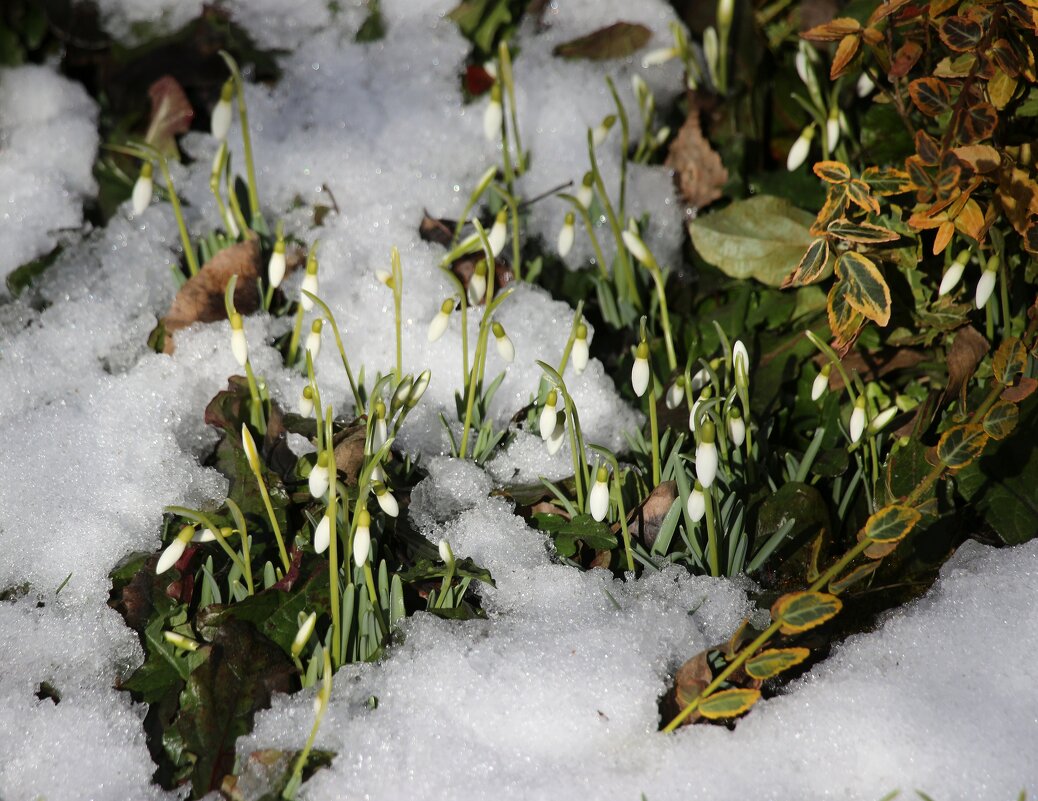 Подснежники - Наталья Герасимова